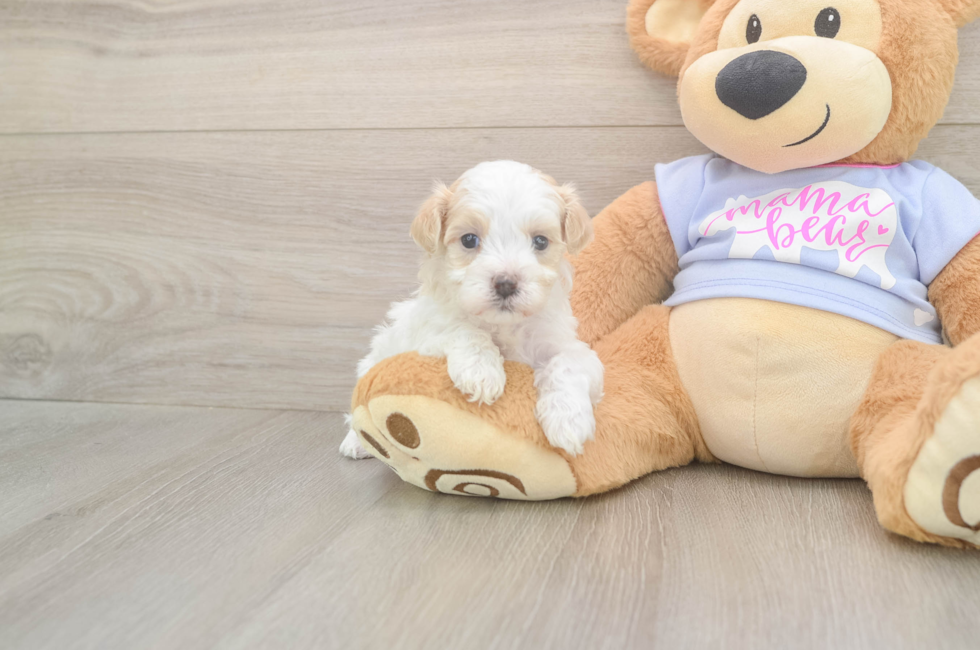 5 week old Maltipoo Puppy For Sale - Lone Star Pups