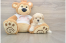 Friendly Maltipoo Baby
