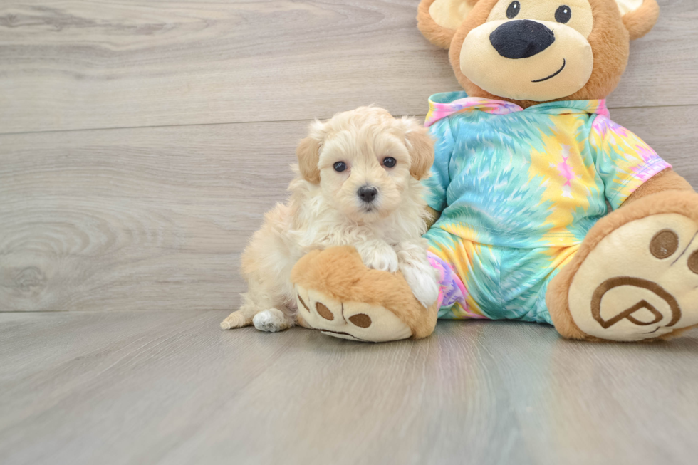 Playful Multipoo Poodle Mix Puppy