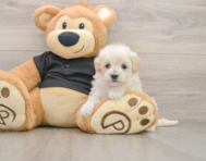 7 week old Maltipoo Puppy For Sale - Lone Star Pups