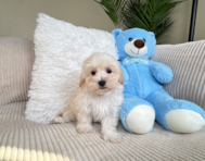 9 week old Maltipoo Puppy For Sale - Lone Star Pups