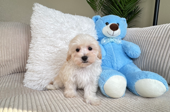 Cute Maltipoo Baby