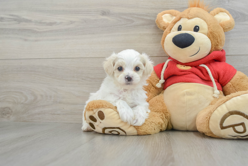 Maltipoo Puppy for Adoption