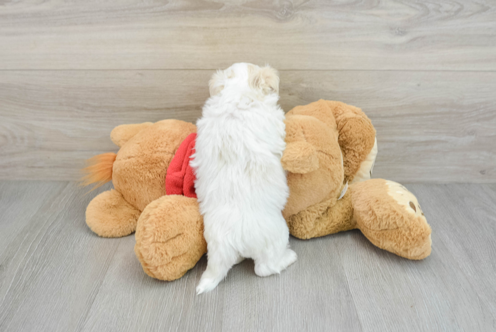 Maltipoo Pup Being Cute