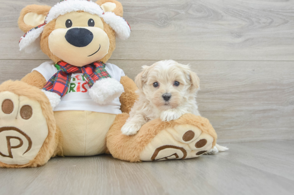 6 week old Maltipoo Puppy For Sale - Lone Star Pups