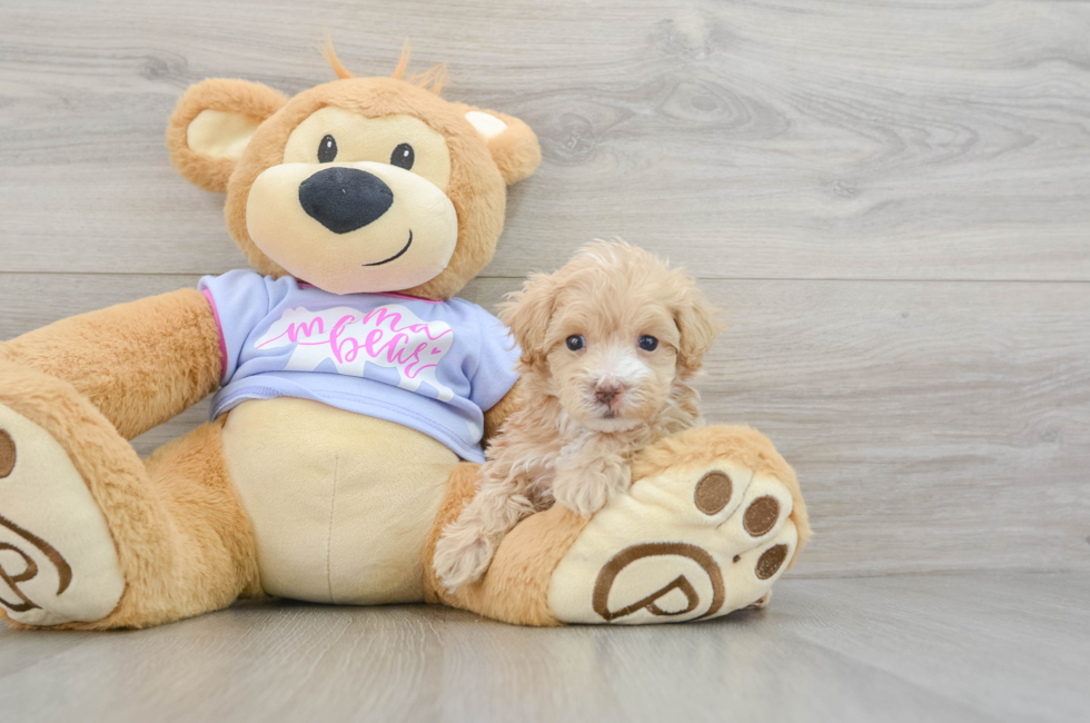 6 week old Maltipoo Puppy For Sale - Lone Star Pups