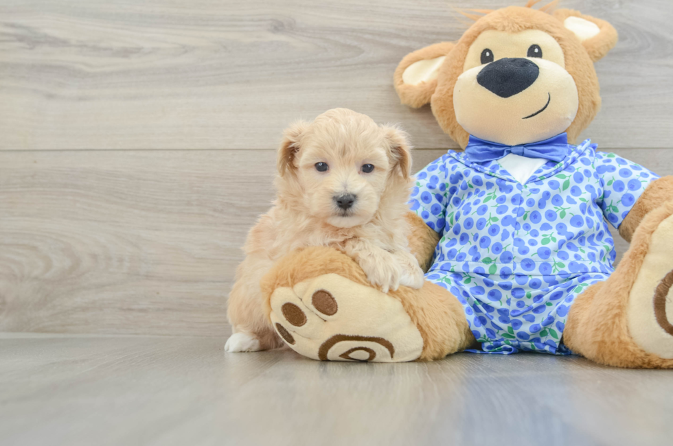 5 week old Maltipoo Puppy For Sale - Lone Star Pups