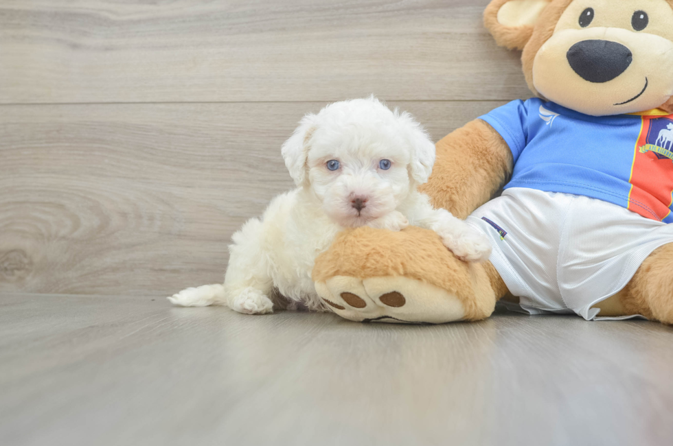 5 week old Maltipoo Puppy For Sale - Lone Star Pups