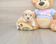 8 week old Maltipoo Puppy For Sale - Lone Star Pups