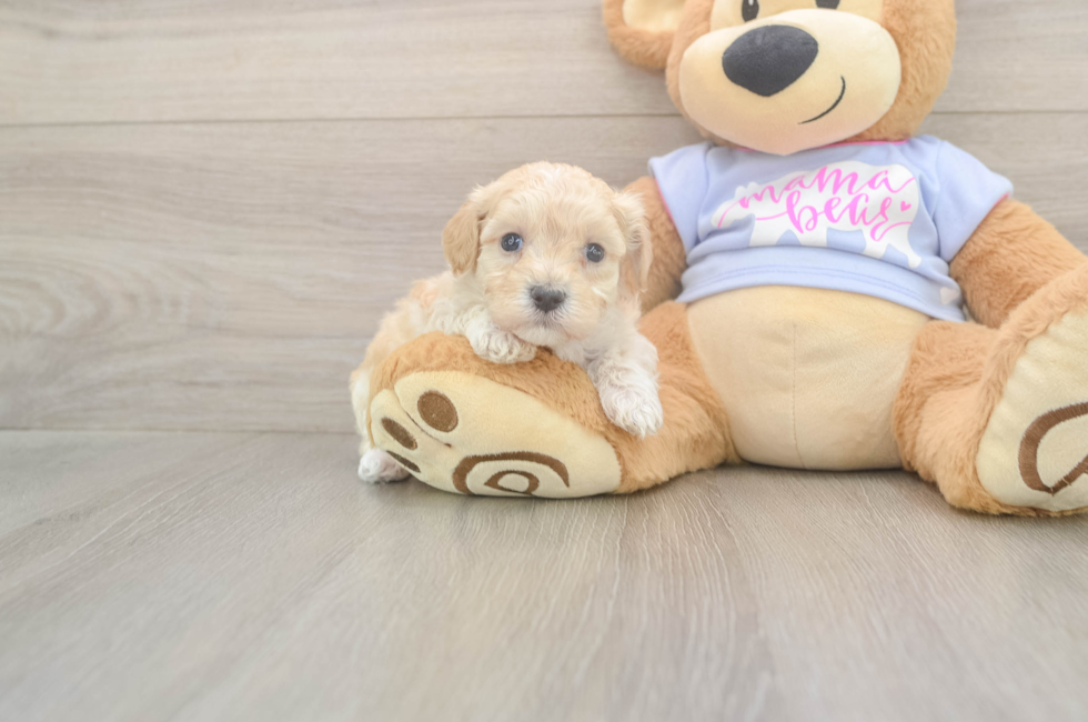 5 week old Maltipoo Puppy For Sale - Lone Star Pups
