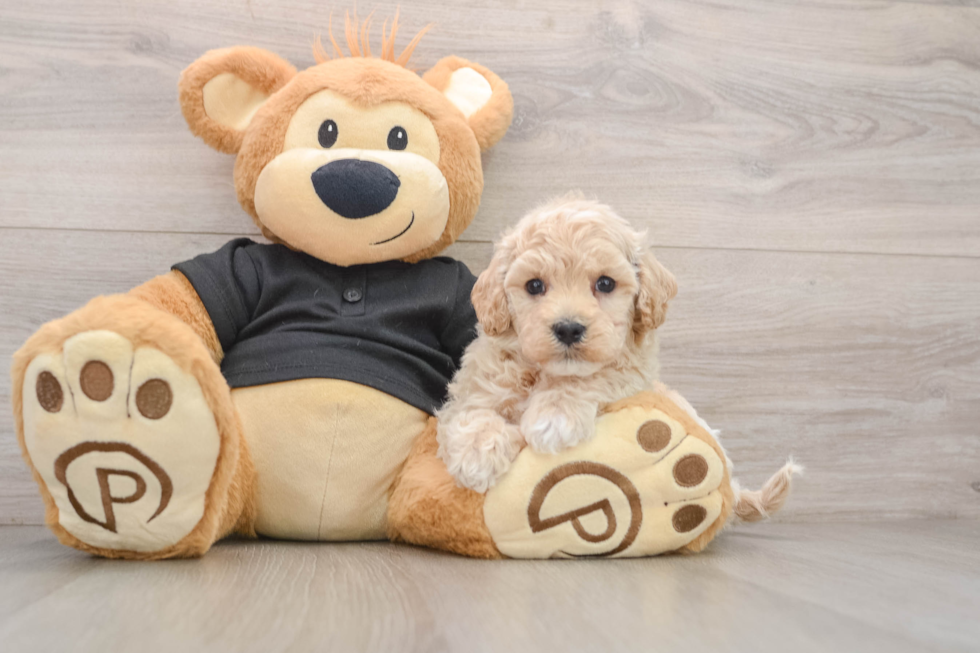 Maltipoo Puppy for Adoption