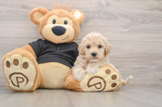 Maltipoo Puppy for Adoption