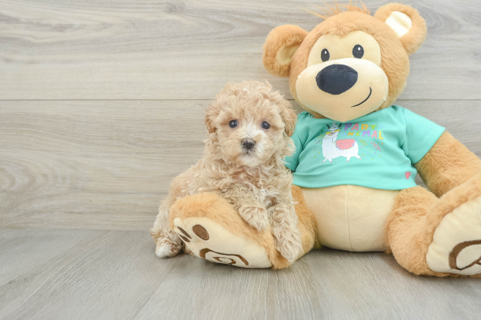 Best Maltipoo Baby