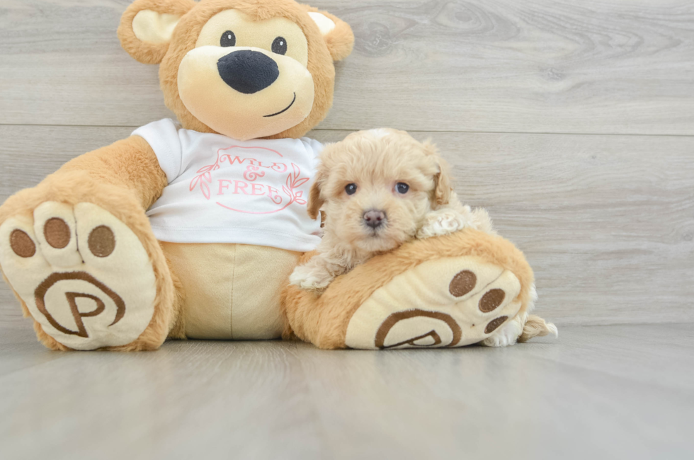 6 week old Maltipoo Puppy For Sale - Lone Star Pups