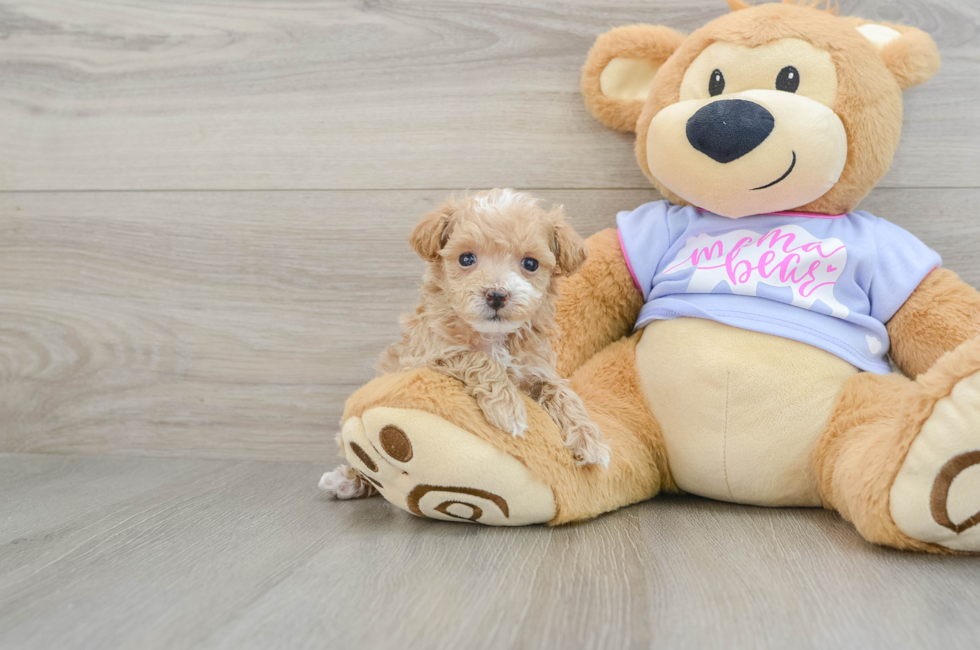 6 week old Maltipoo Puppy For Sale - Lone Star Pups