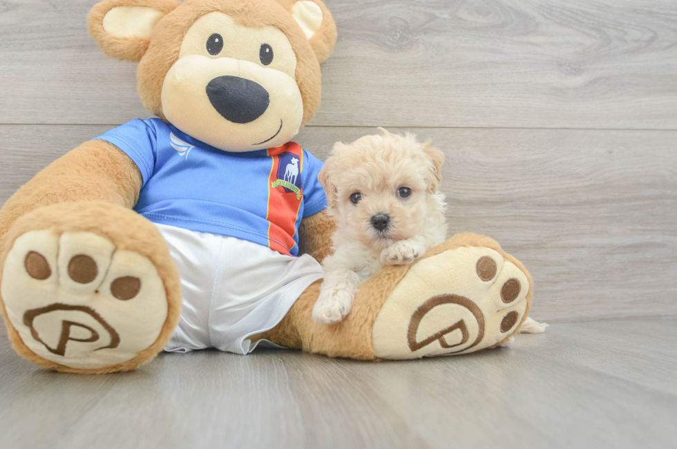 5 week old Maltipoo Puppy For Sale - Lone Star Pups