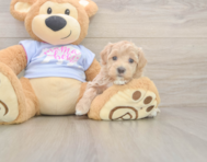 8 week old Maltipoo Puppy For Sale - Lone Star Pups