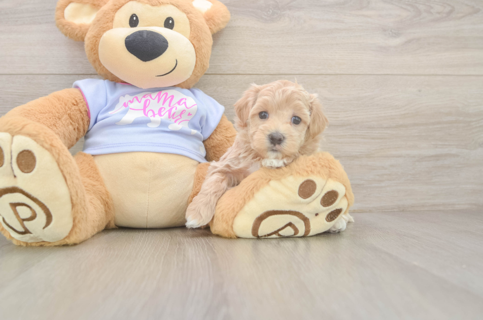 5 week old Maltipoo Puppy For Sale - Lone Star Pups