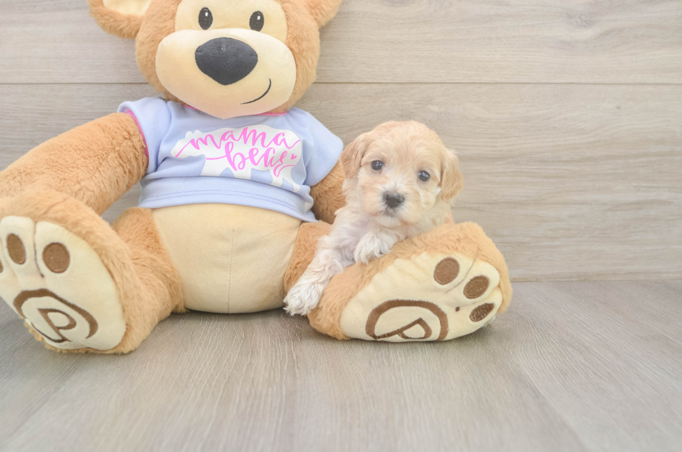 5 week old Maltipoo Puppy For Sale - Lone Star Pups