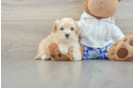 Maltipoo Pup Being Cute