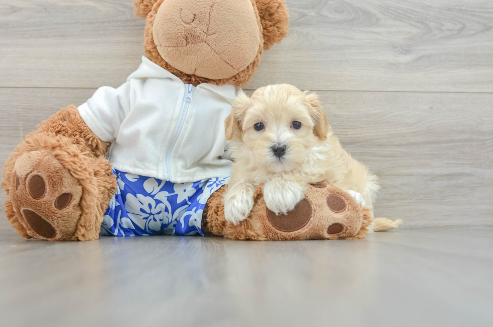 7 week old Maltipoo Puppy For Sale - Lone Star Pups