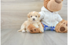 Best Maltipoo Baby