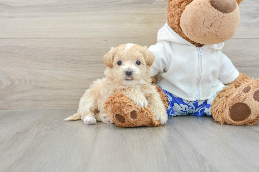 7 week old Maltipoo Puppy For Sale - Lone Star Pups