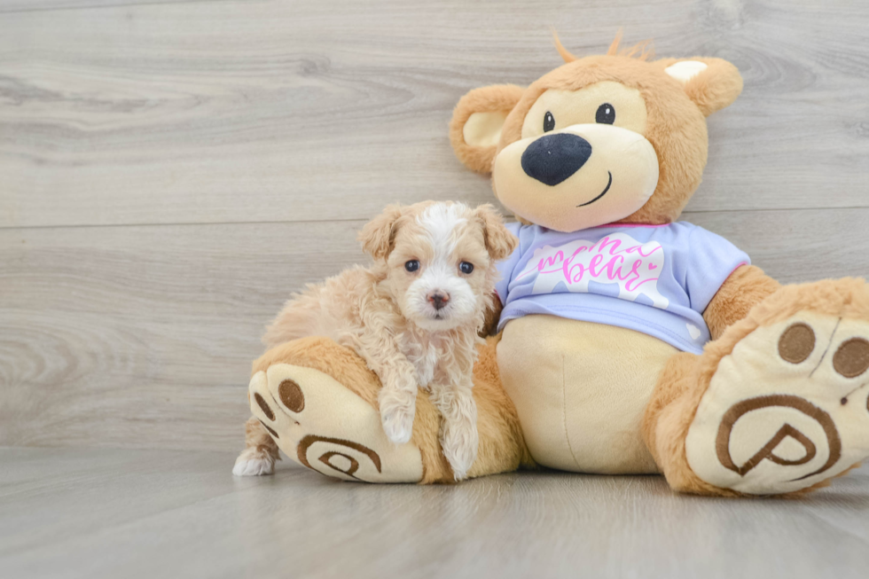 Sweet Maltipoo Baby