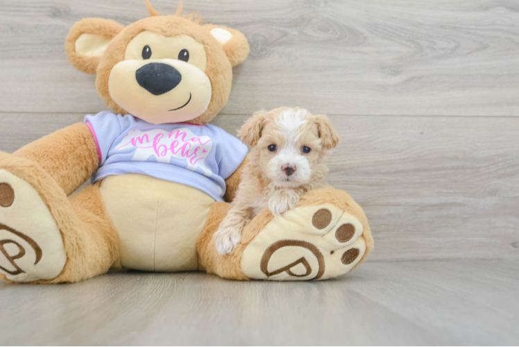 Maltipoo Pup Being Cute