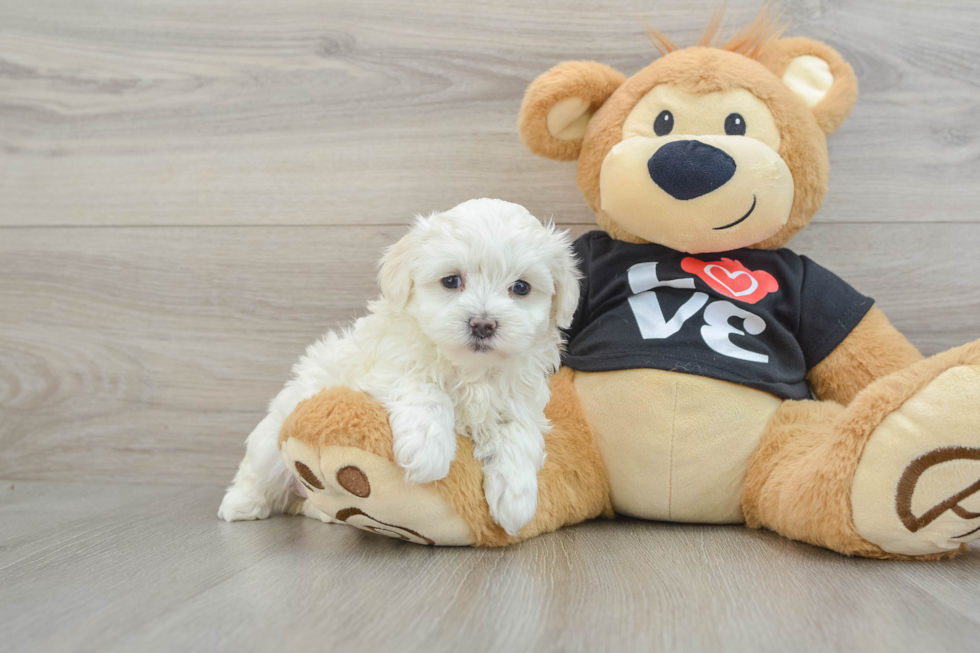 Maltipoo Pup Being Cute