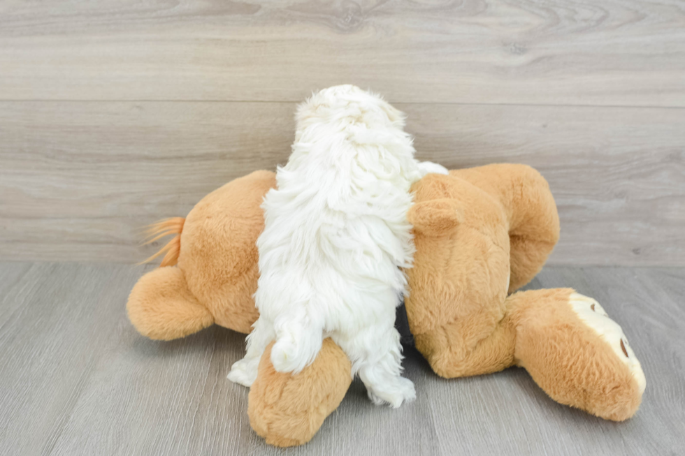 Maltipoo Puppy for Adoption