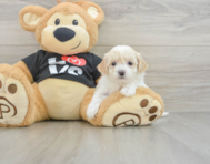 7 week old Maltipoo Puppy For Sale - Lone Star Pups