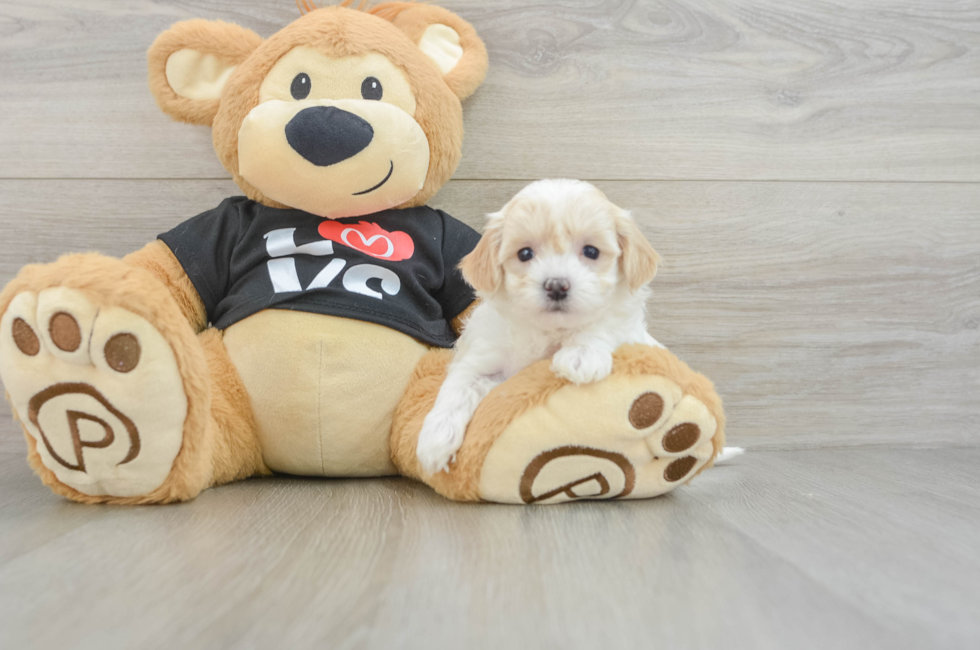 6 week old Maltipoo Puppy For Sale - Lone Star Pups