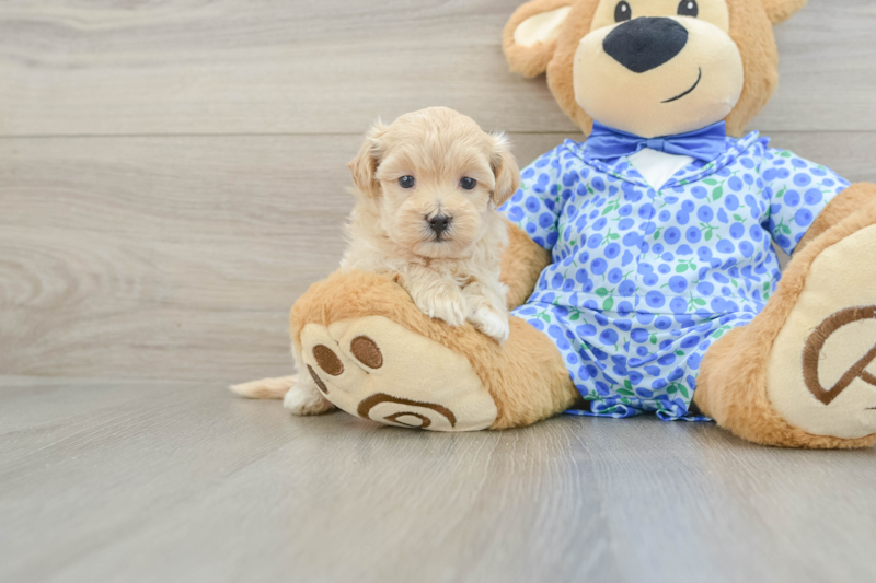 Meet Denise - our Maltipoo Puppy Photo 1/3 - Lone Star Pups