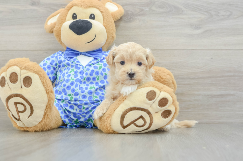 5 week old Maltipoo Puppy For Sale - Lone Star Pups