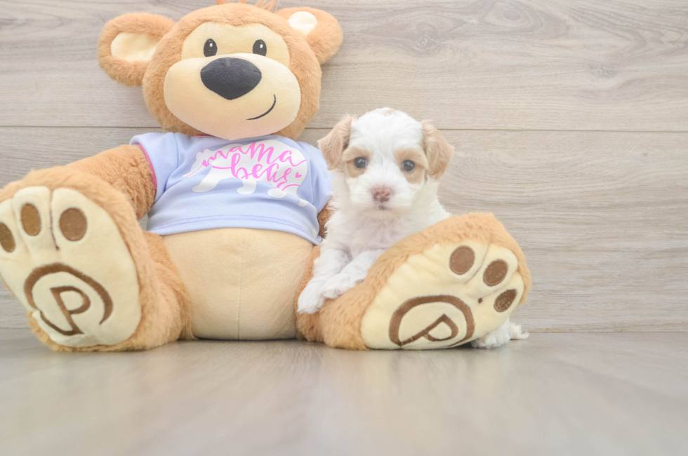 5 week old Maltipoo Puppy For Sale - Lone Star Pups