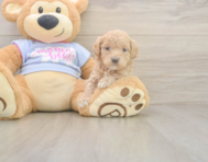 8 week old Maltipoo Puppy For Sale - Lone Star Pups