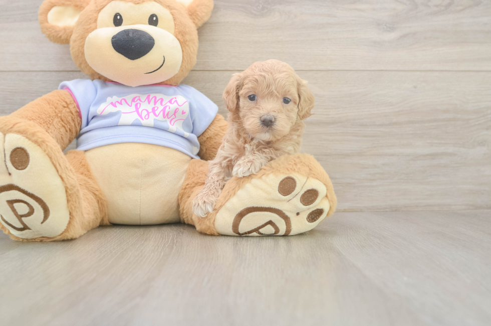 5 week old Maltipoo Puppy For Sale - Lone Star Pups