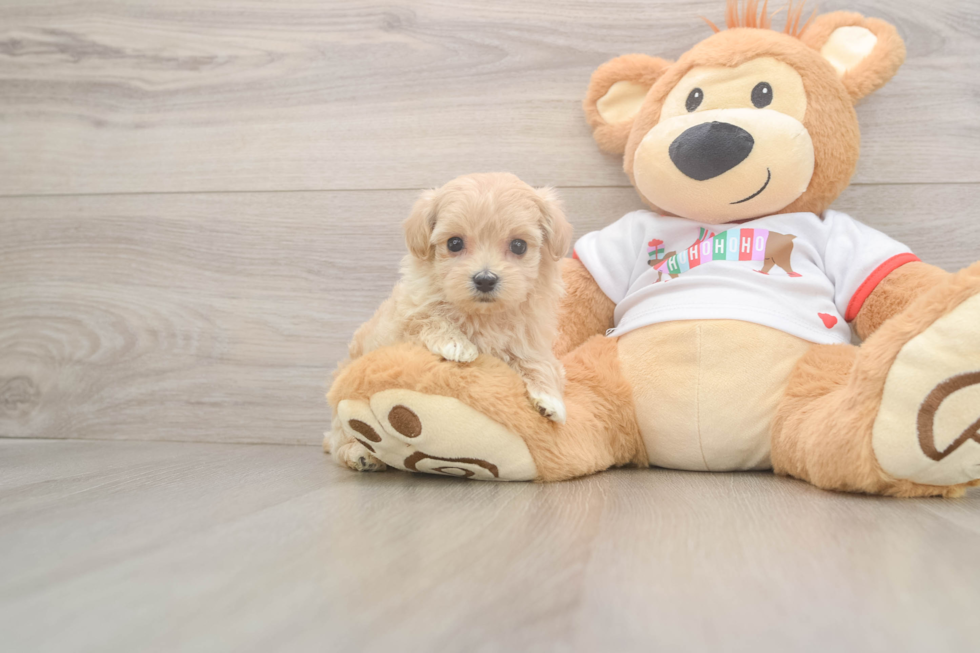 Best Maltipoo Baby