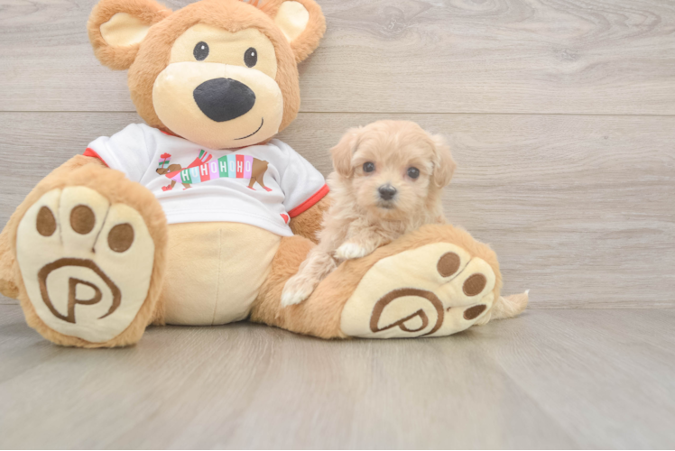 Best Maltipoo Baby