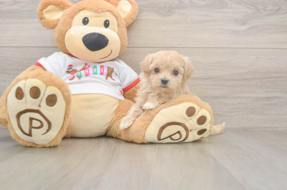 5 week old Maltipoo Puppy For Sale - Lone Star Pups