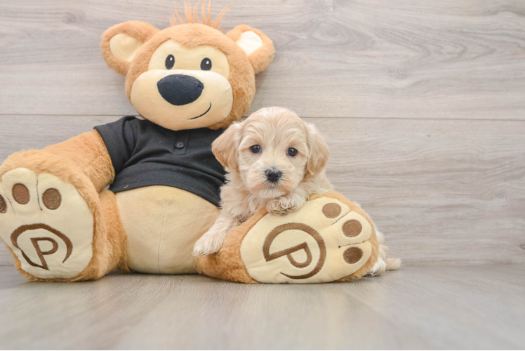 Small Maltipoo Baby
