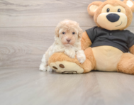 7 week old Maltipoo Puppy For Sale - Lone Star Pups