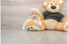Happy Maltipoo Baby