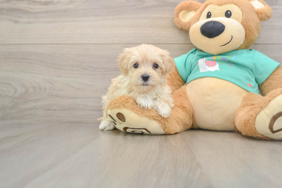 Maltipoo Pup Being Cute