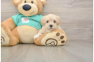 Energetic Maltese Poodle Poodle Mix Puppy