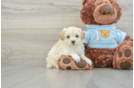 Popular Maltipoo Poodle Mix Pup