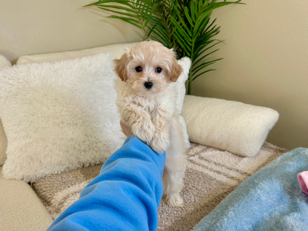 Cute Maltipoo Poodle Mix Pup