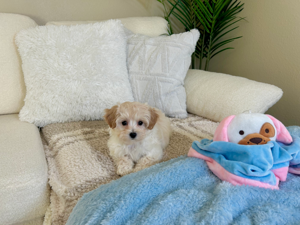 Cute Maltipoo Baby