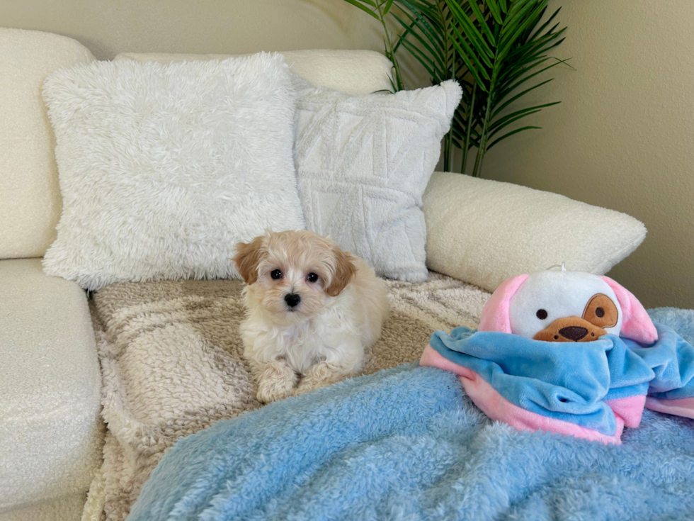Cute Maltipoo Poodle Mix Pup